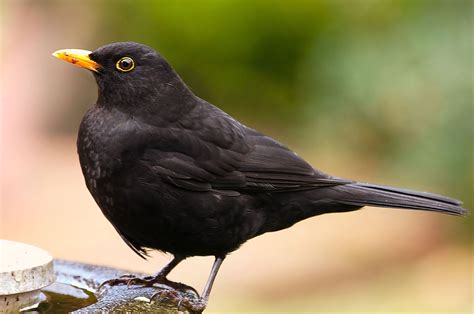 pic of blackbird